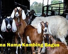 Mimpi Kambing Beranak 2